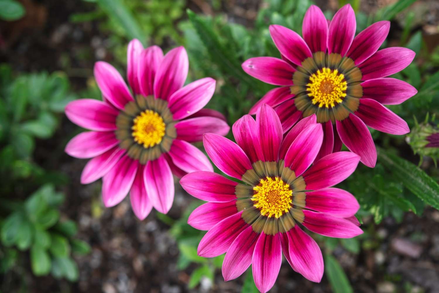 You are currently viewing How to Successfully Grow Gazania Seeds