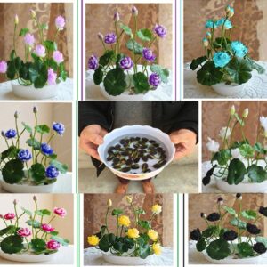 Rickon Lotus Mix Flower Seeds (Pack Of 20 Seeds) – All Mix Colors