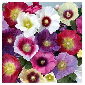 Read more about the article How to Successfully Grow Hollyhock Flower Seeds 2024