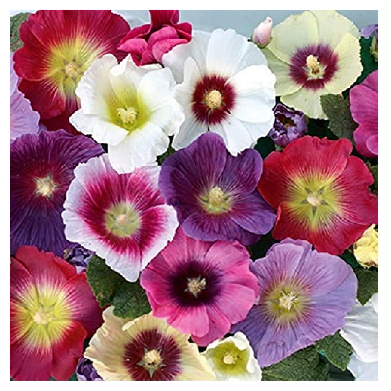 You are currently viewing How to Successfully Grow Hollyhock Flower Seeds 2024