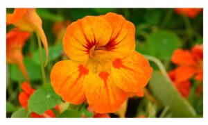 Rickon Nasturtium Flower Seeds