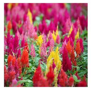 Read more about the article How to Successfully Grow Celosia Flower Seeds 2024