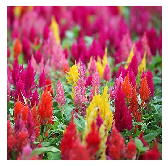 You are currently viewing How to Successfully Grow Celosia Flower Seeds 2024