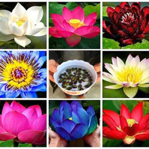 Rickon Lotus Mix Flower Seeds (Pack Of 20 Seeds) – All Mix Colors