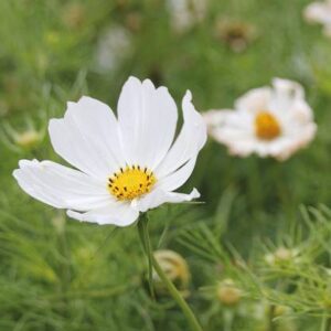 Rickon Cosmos Flower