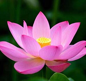 Rickon Lotus Mix Flower Seeds (Pack Of 20 Seeds) – All Mix Colors