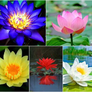 Rickon Lotus Mix Flower Seeds (Pack Of 20 Seeds) – All Mix Colors