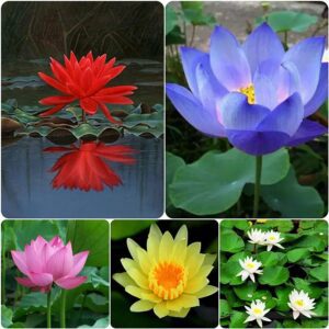 Rickon Lotus Mix Flower Seeds (Pack Of 20 Seeds) – All Mix Colors