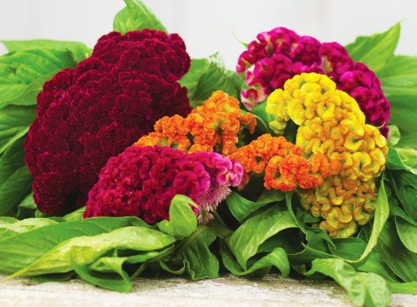 You are currently viewing How to Successfully Grow Cockscomb Flower Seeds 2024