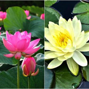 Rickon Lotus Mix Flower Seeds (Pack Of 20 Seeds) – All Mix Colors