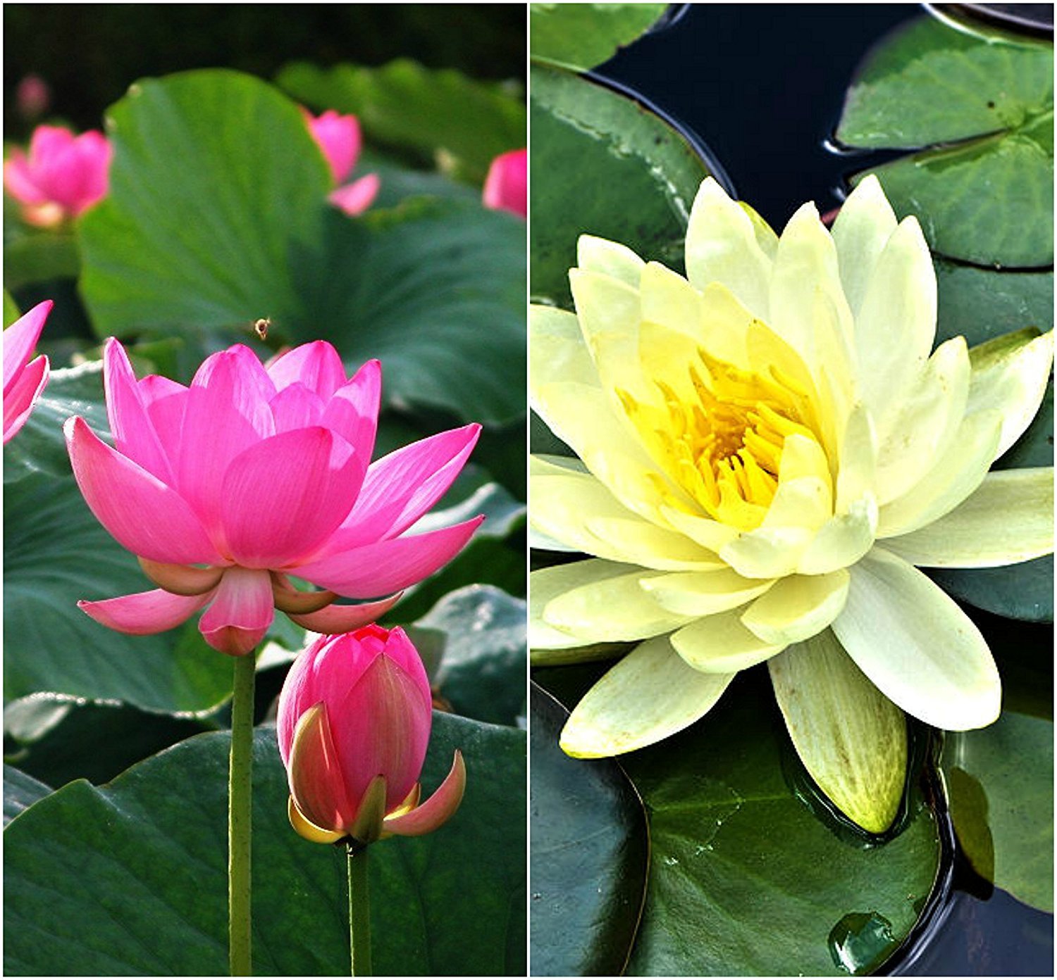 rickon lotus flower seeds