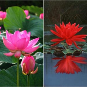 Rickon Lotus Mix Flower Seeds (Pack Of 20 Seeds) – All Mix Colors