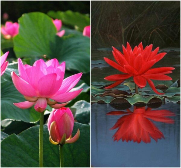 rickon lotus flower seeds