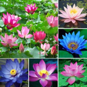 Rickon Lotus Mix Flower Seeds (Pack Of 20 Seeds) – All Mix Colors