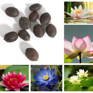 Rickon Lotus Mix Flower Seeds (Pack Of 20 Seeds) – All Mix Colors