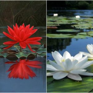 Rickon Lotus Mix Flower Seeds (Pack Of 20 Seeds) – All Mix Colors