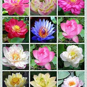 Rickon Lotus Mix Flower Seeds (Pack Of 20 Seeds) – All Mix Colors