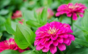 Rickon Zinnia Flower, Ricckon