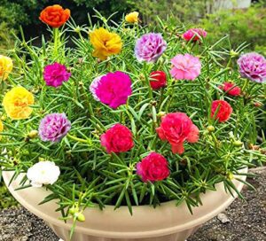 Read more about the article How to Successfully Grow Portulaca Flower Seeds