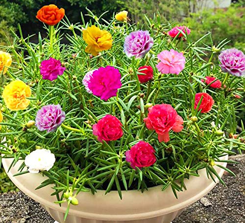 You are currently viewing How to Successfully Grow Portulaca Flower Seeds