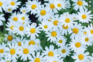 Rickon Daisy Flower