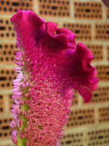 Rickon Amaranthus Flower