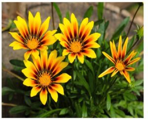 Gazania