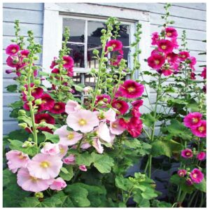 Rickon Hollyhock Flower Seeds