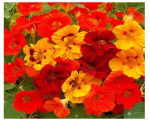 Rickon Nasturtium Flower Seeds