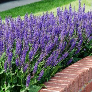 Rickon Salvia Flower