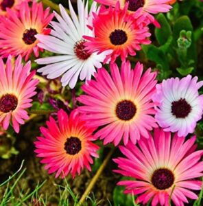 Rickon Mesembryanthemum Flower