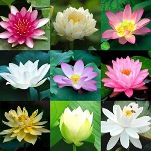 Rickon Lotus Mix Flower Seeds (Pack Of 20 Seeds) – All Mix Colors