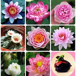 Rickon Lotus Mix Flower Seeds (Pack Of 20 Seeds) – All Mix Colors