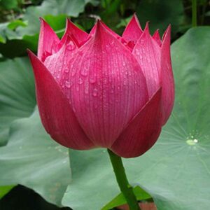 Rickon Lotus Mix Flower Seeds (Pack Of 20 Seeds) – All Mix Colors