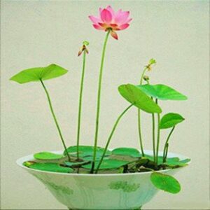 Rickon Lotus Mix Flower Seeds (Pack Of 20 Seeds) – All Mix Colors