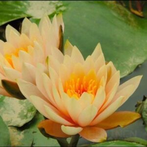 Rickon Lotus Mix Flower Seeds (Pack Of 20 Seeds) – All Mix Colors