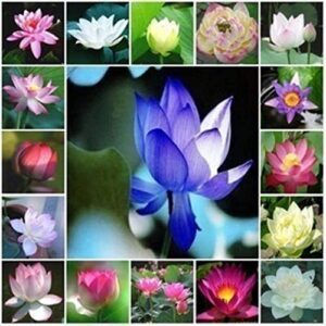 Rickon Lotus Mix Flower Seeds (Pack Of 20 Seeds) – All Mix Colors