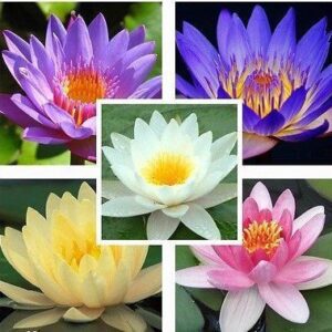 Rickon Lotus Mix Flower Seeds (Pack Of 20 Seeds) – All Mix Colors