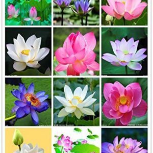 Rickon Lotus Mix Flower Seeds (Pack Of 20 Seeds) – All Mix Colors