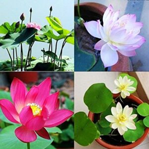 Rickon Lotus Mix Flower Seeds (Pack Of 20 Seeds) – All Mix Colors