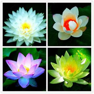 Rickon Lotus Mix Flower Seeds (Pack Of 20 Seeds) – All Mix Colors