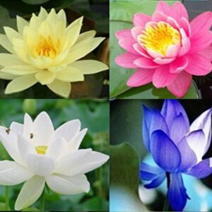 Rickon Lotus Mix Flower Seeds (Pack Of 20 Seeds) – All Mix Colors