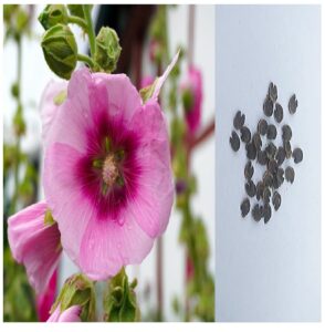 Rickon Hollyhock Flower Seeds