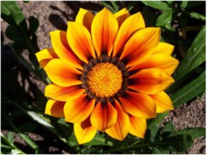 Gazania 