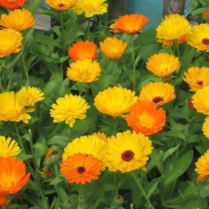 Rickon Calendula Flower