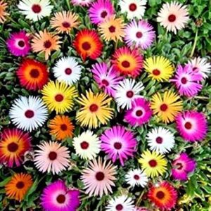 Read more about the article How to Successfully Grow Mesembryanthemum Flower Seeds 2024