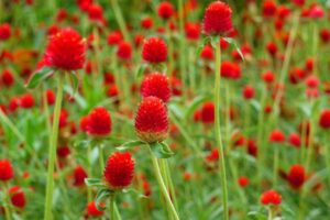 Rickon Gomphrena Flower