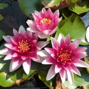 Rickon Lotus Mix Flower Seeds (Pack Of 20 Seeds) – All Mix Colors