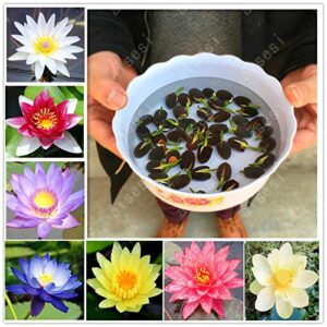 Rickon Lotus Mix Flower Seeds (Pack Of 20 Seeds) – All Mix Colors