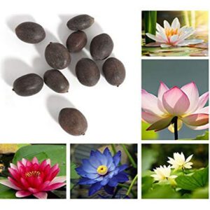 Rickon Lotus Mix Flower Seeds (Pack Of 20 Seeds) – All Mix Colors